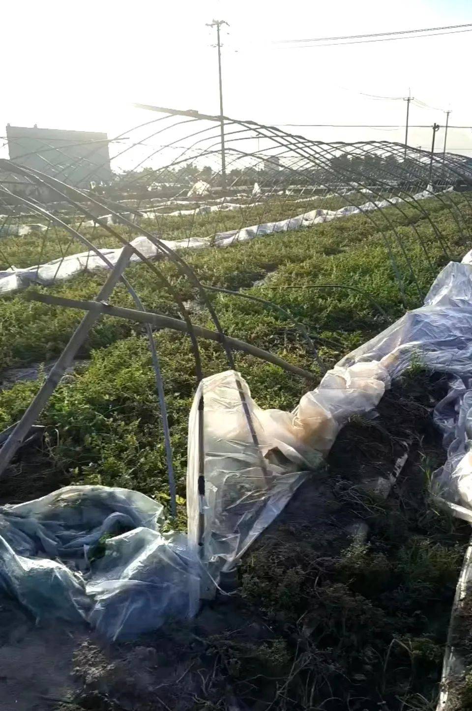 瓜保甜种西瓜保苦九游会j9登录西(图4)