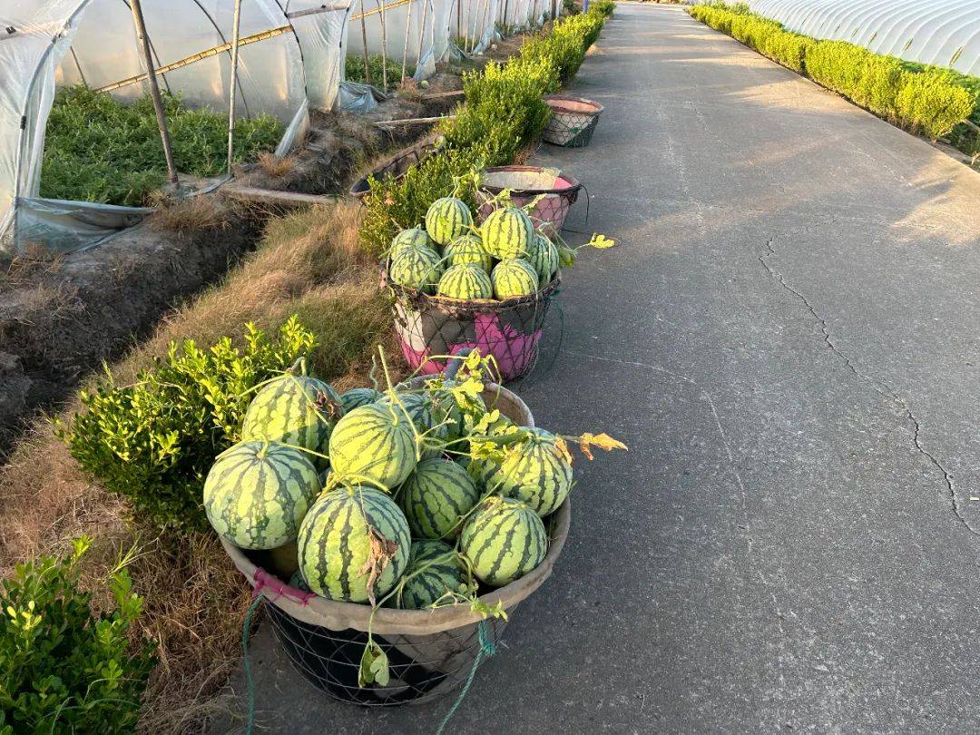 瓜保甜种西瓜保苦九游会j9登录西(图14)